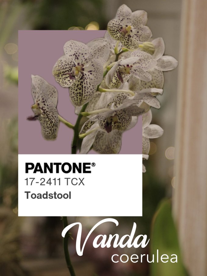 Fleurs de janvier photo 1